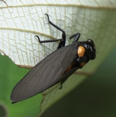Huechys fusca