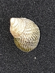 Littoraria pintado