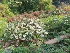 Camellia sinensis assamica