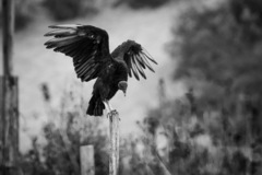 Coragyps atratus foetens