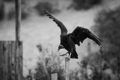 Coragyps atratus foetens