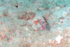 Cryptocentrus sericus