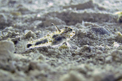 Fusigobius inframaculatus