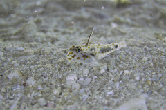 Fusigobius inframaculatus