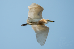 Javan Pond Heron photo 3