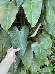 Philodendron erubescens