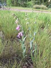 Penstemon secundiflorus