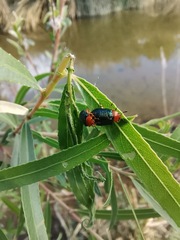 Plagiodera arizonae