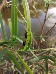 Plagiodera arizonae