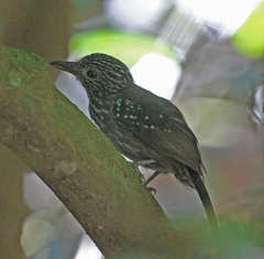 Black-Hooded Antshrike photo 2
