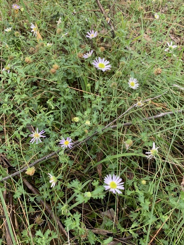 Calotis cuneifolia iNat (1)