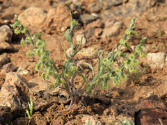 Pectocarya recurvata