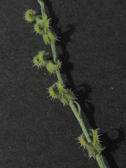 Pectocarya recurvata