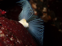 Protula pacifica