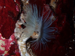 Protula pacifica