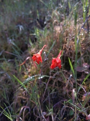 Delphinium nudicaule