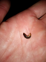 Pterotus obscuripennis