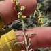 Ambrosia × platyspina - Photo (c) frankiecoburn, algunos derechos reservados (CC BY-NC), subido por frankiecoburn