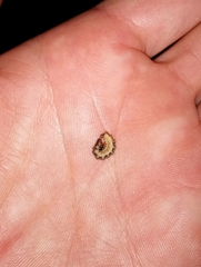 Pterotus obscuripennis