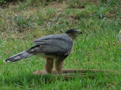 Accipiter cooperii