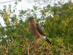 Accipiter cooperii