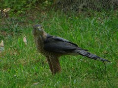 Accipiter cooperii