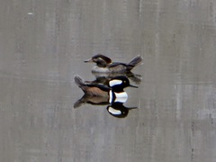 Lophodytes cucullatus