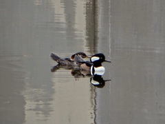 Lophodytes cucullatus