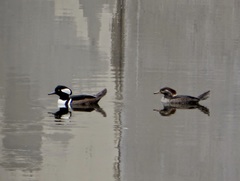 Lophodytes cucullatus