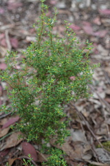 Pimelea hewardiana