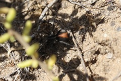 Castianeira occidens