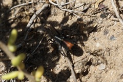 Castianeira occidens