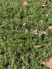 Myoporum parvifolium