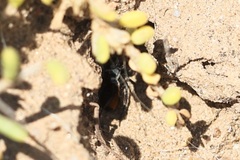 Castianeira occidens