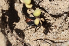 Castianeira occidens