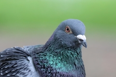 Columba livia domestica
