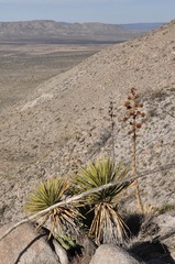 Agave pringlei
