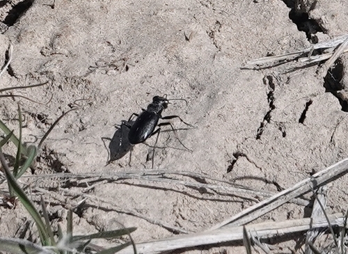 Prairie Long-lipped Tiger Beetle photo 2