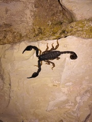 Euscorpius italicus