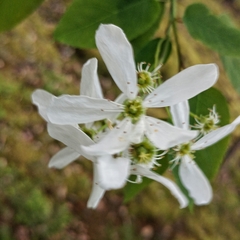 Amelanchier laevis