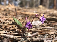 Viola violacea violacea
