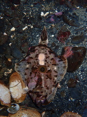 Pleuronichthys coenosus