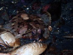 Pleuronichthys coenosus