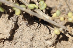 Castianeira occidens