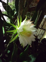 Harrisia