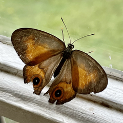 Hypocysta irius