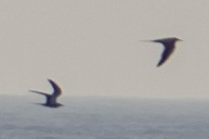 Onychoprion anaethetus