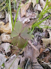 Anemonoides quinquefolia