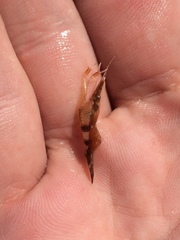 Leander tenuicornis