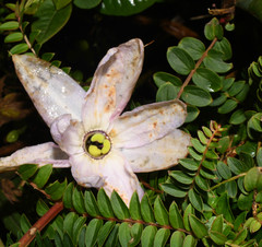 Passiflora cumbalensis